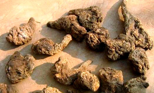 Efficacy and Functions of Elm Fruit (Wuyi)