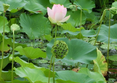 Efficacy and Usage Methods of Lotus Seed (Lian Zi)
