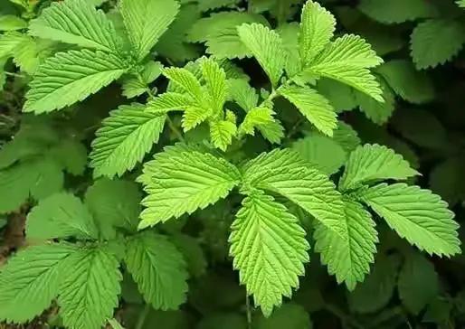 Efficacy and Usage Methods of Hairy Vein Agrimony (Xian He C