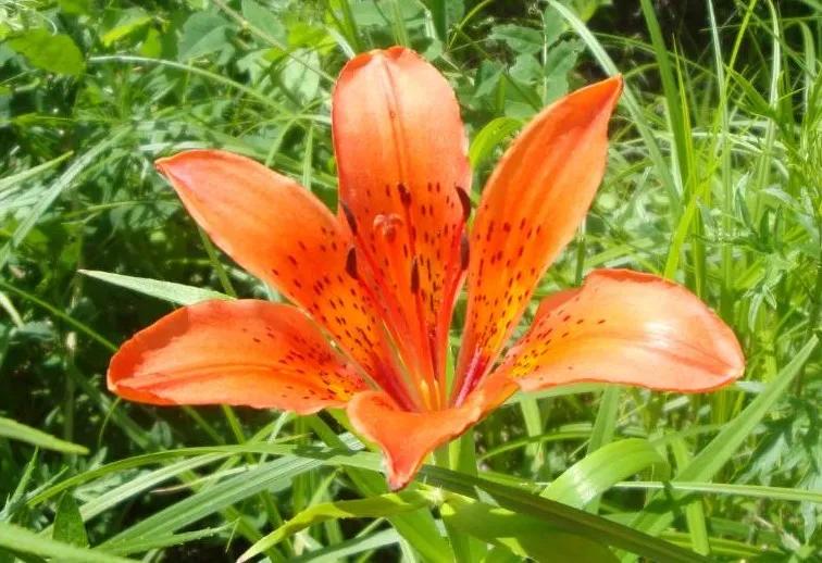 Efficacy and Usage of Lily Bulb (Bai He)